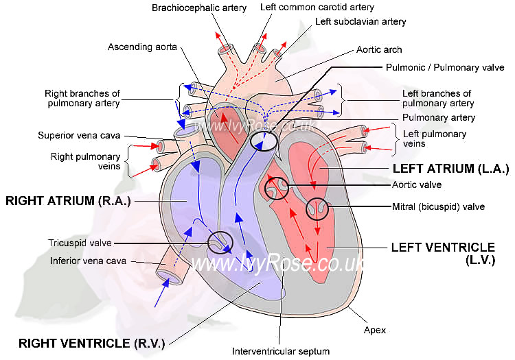 Labelled Diagram of the heart