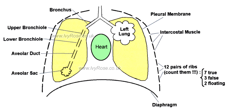 Larynx And Pharynx. LARYNX