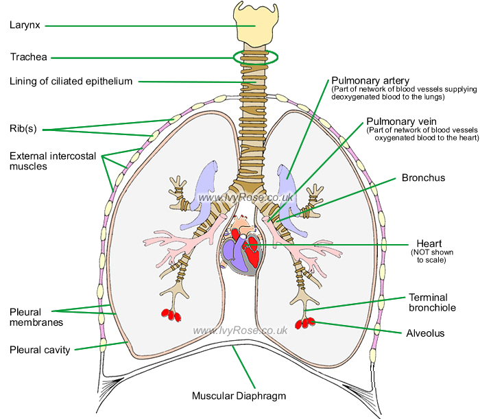 Organs within thorax Trachea, bronchial tree, and lungs