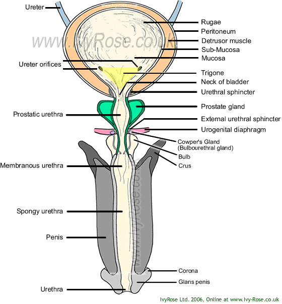 Diagram Of The Urinary Tract Male 69