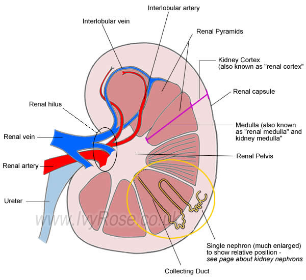 Renal hilus; Renal vein; Renal artery; Ureter; Interlobular vein 
